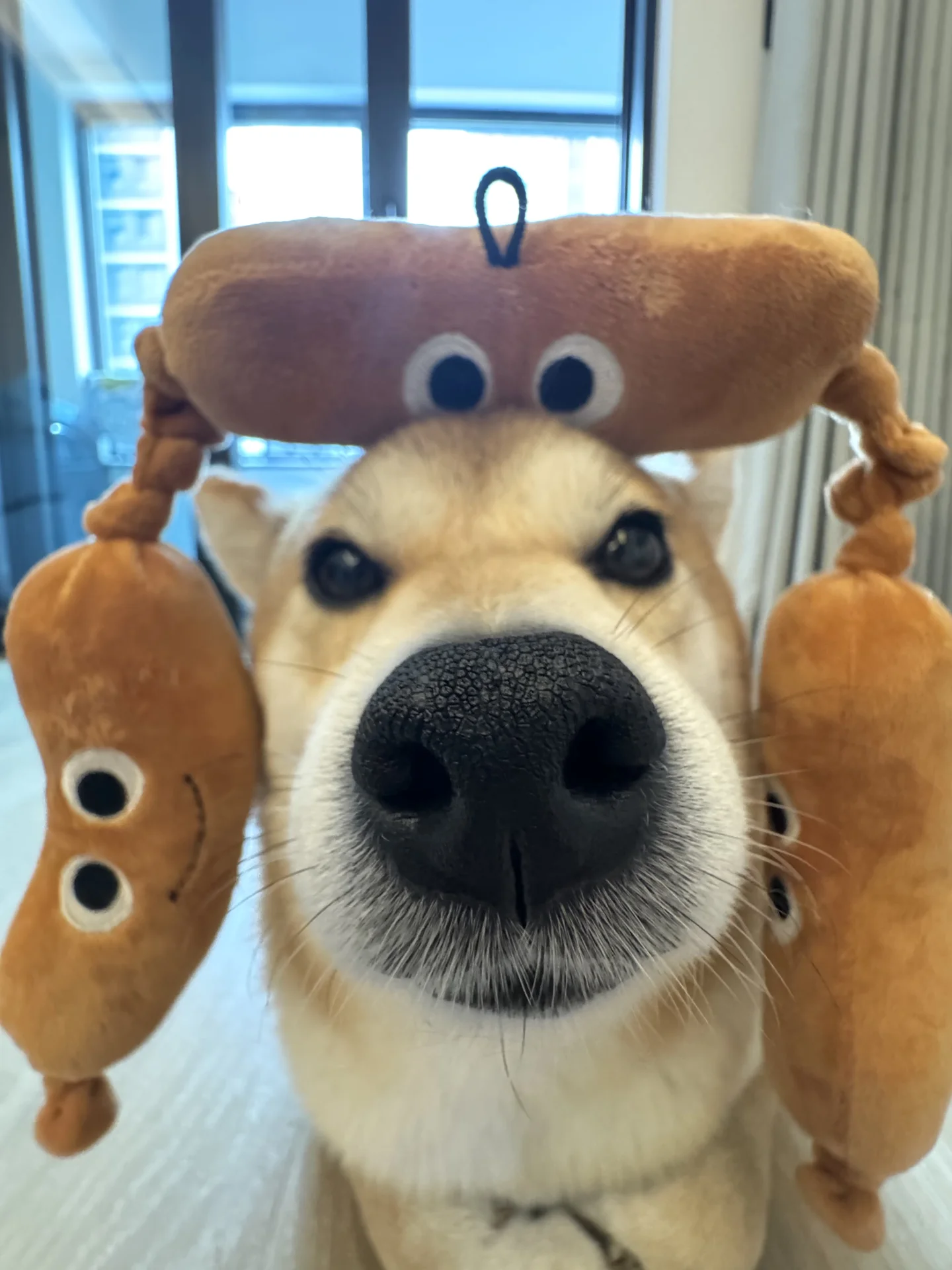 今天脑袋顶什么：Sausage🌭