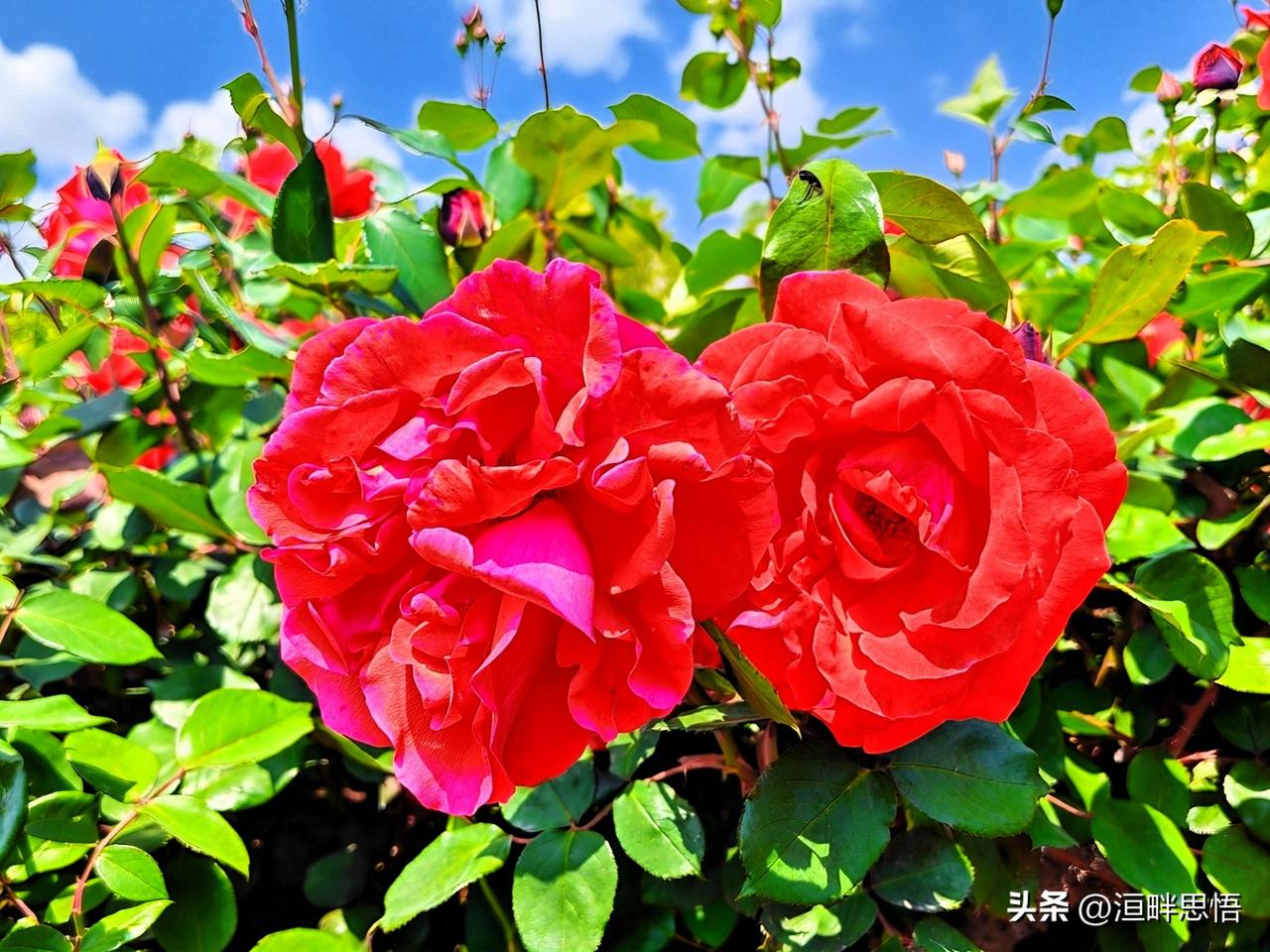 盛开的红艳月季，绽放出生命的热情与美丽。🌹🌸