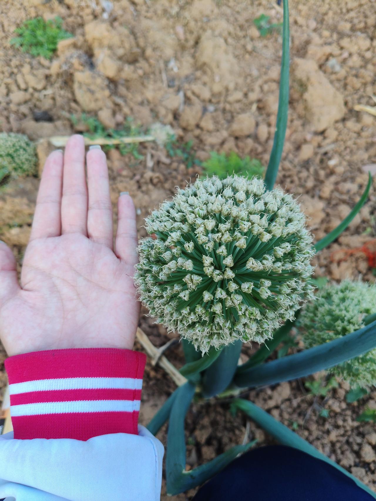 这大葱花看着平平无奇，却藏着最狠的生存智慧！平时默默无闻当配菜，一开起花来直接“