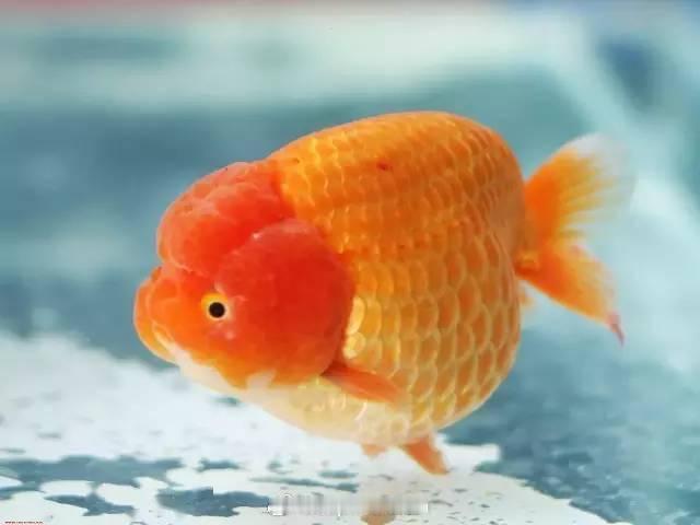 幸卓輝  澳门见面会马修个人应援倒计时！之前的应援想法得到了一些同担的支持，我们