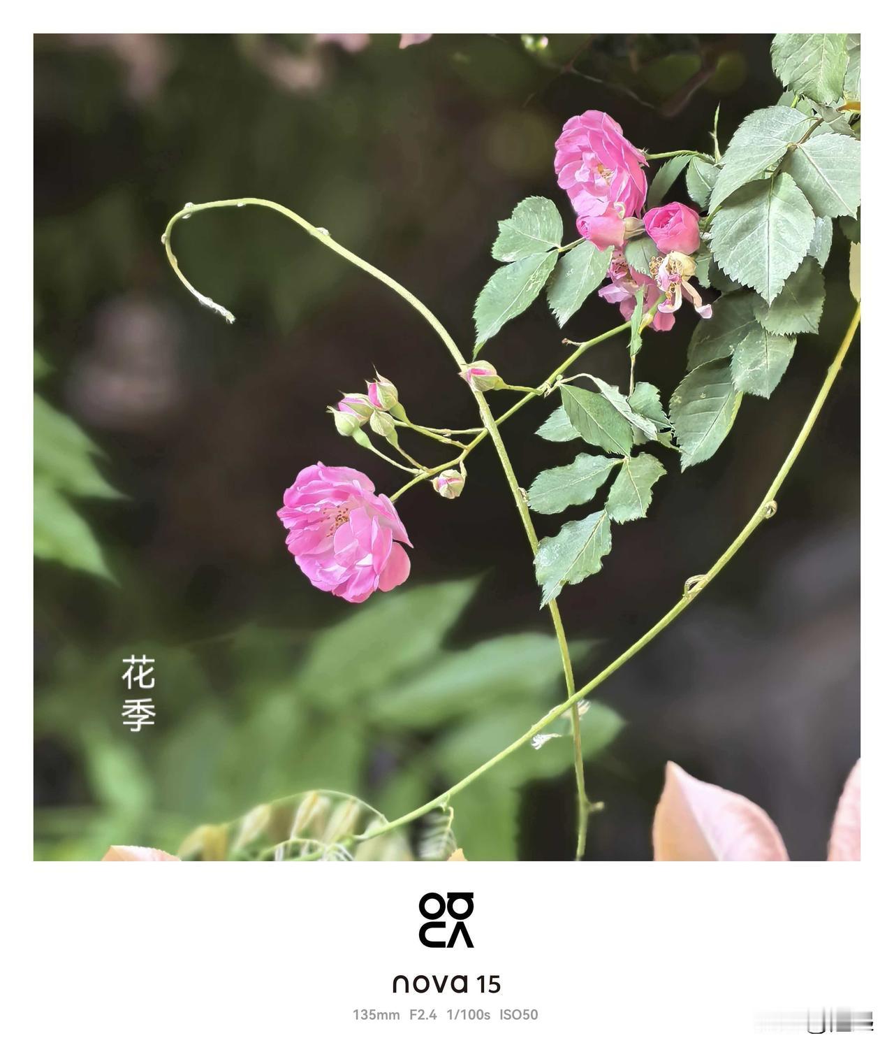 拍一张好看的花朵