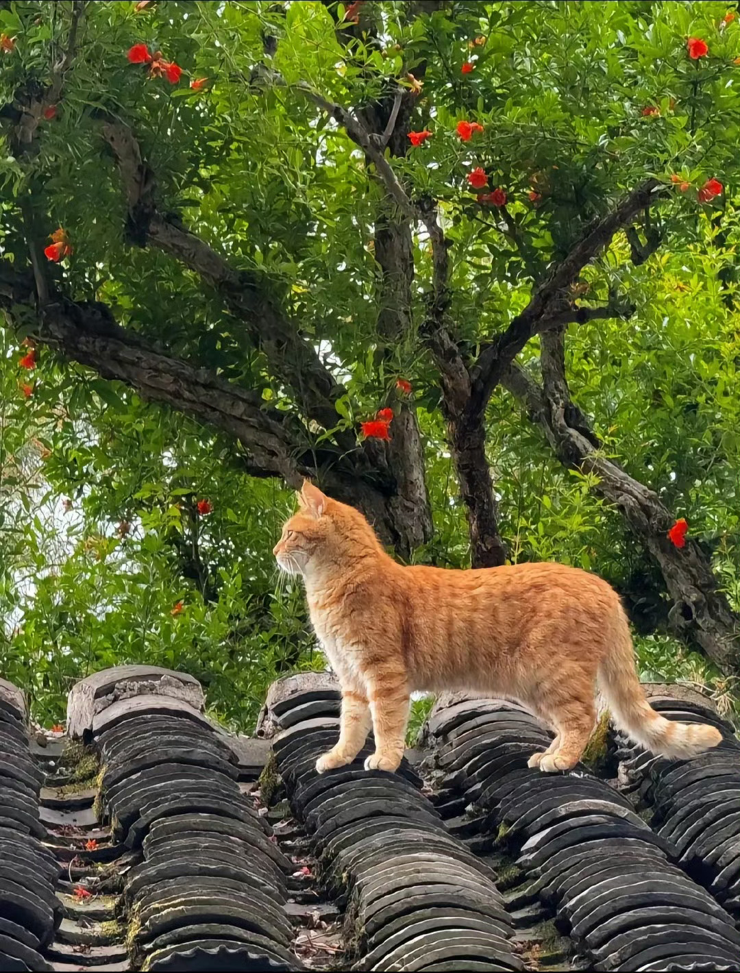 猫咪宝，你是个表情包：🐈 ​​​