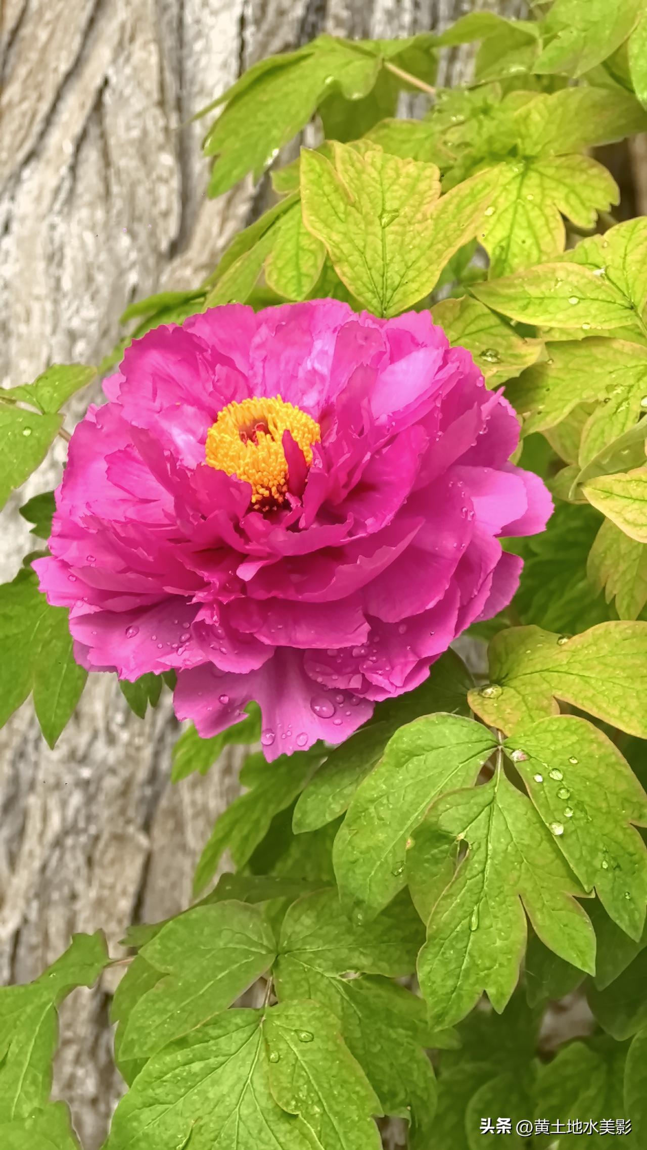 家门前的牡丹都开成这样啦，花的心藏在蕊中，清明出游去洛阳

这是位于洛阳市瀍河区