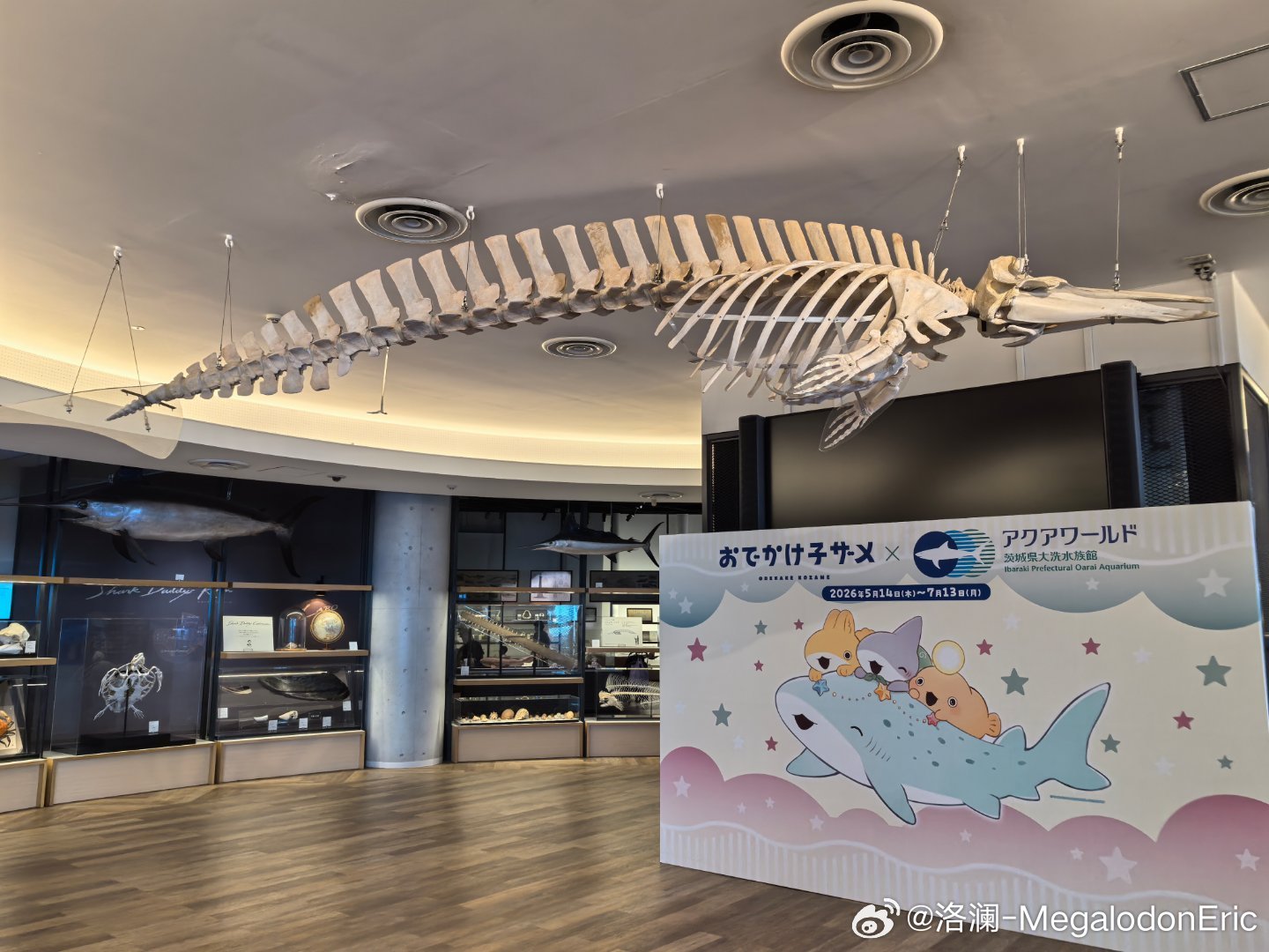 打卡鲨鱼爱好者的圣地——茨城大洗水族馆比较偏远的小水族馆，但是饲养了60余种鲨鱼
