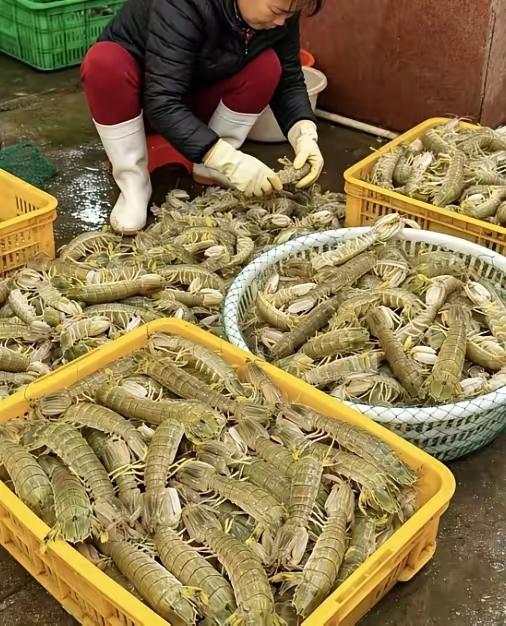 皮皮虾就是虾爬子，不同地方叫法不一样。在沿海很多地区，大家都超爱这一口。我之前去