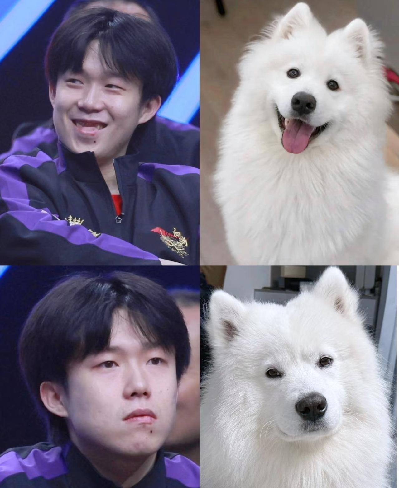 以前网友说王楚钦像萨摩耶

一开始我还不相信

直到我看到这张照片，一下子给我干