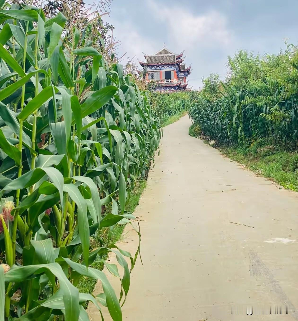 出外回家的路上，拍到图片发到群里，群里有人说这是高梁，有人说这是玉米，有人说这是