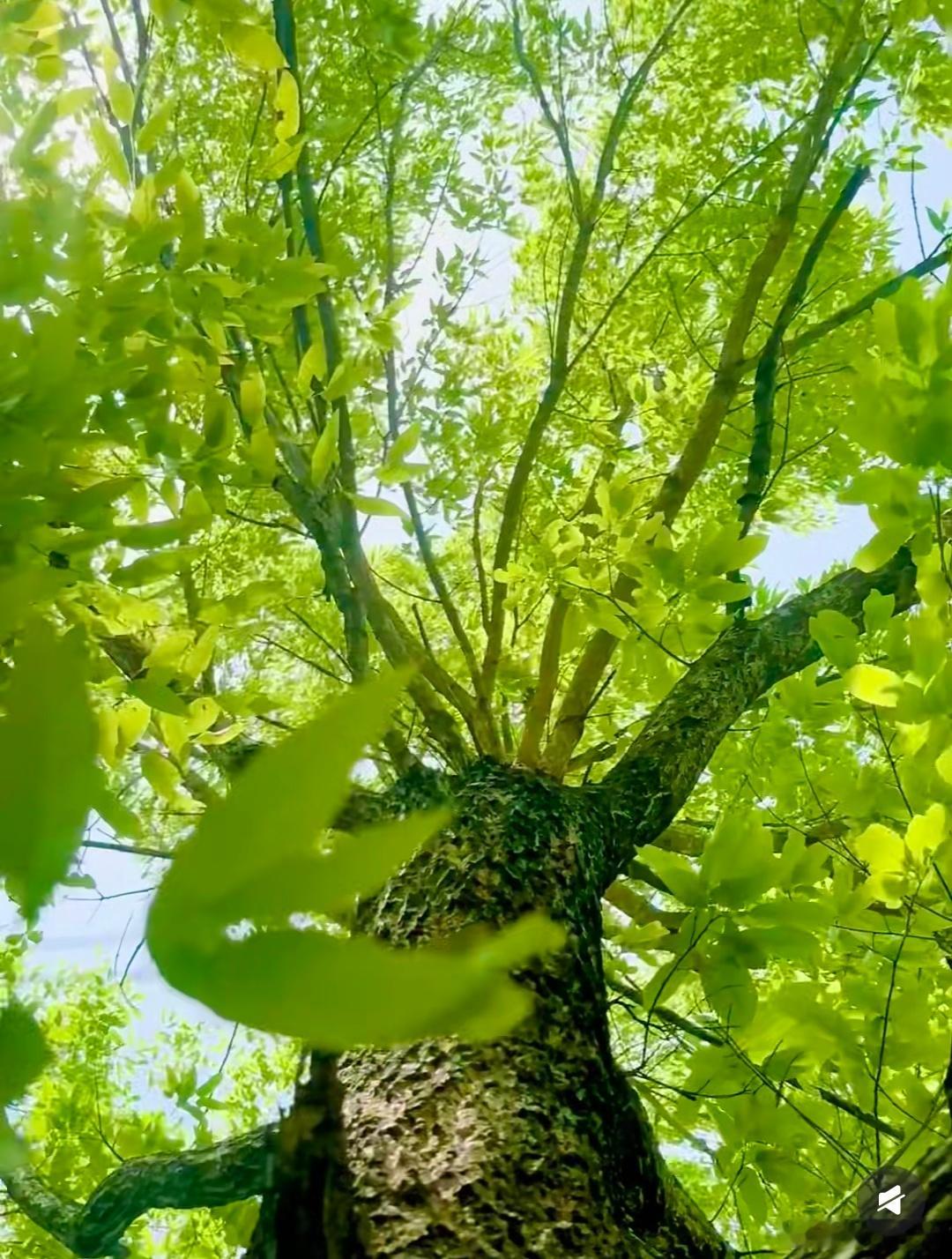 抬头是被阳光染透的绿，风穿过枝叶，把细碎的光撒在肩头。这棵树像一把撑开的巨伞，把