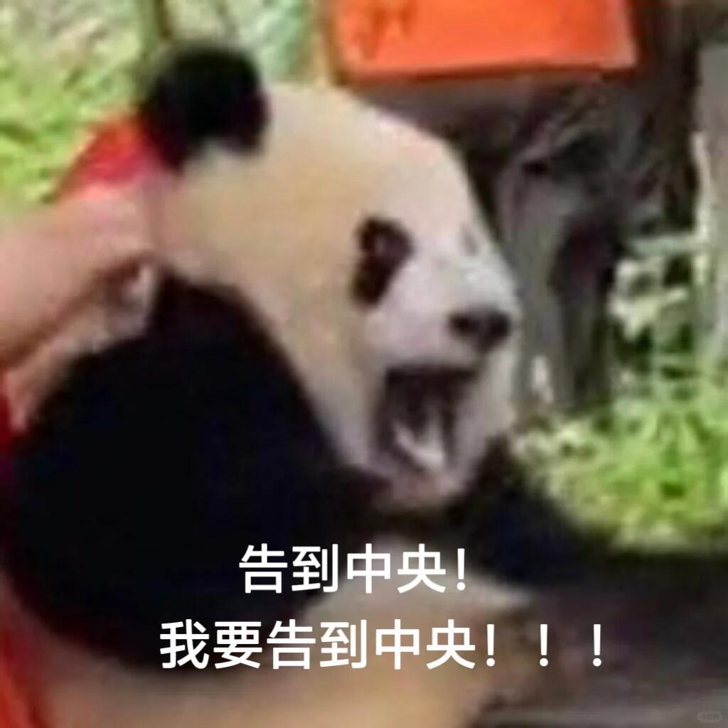 一些精神状态“良好”的大熊猫表情包🤲 我速速存！！ ​​​