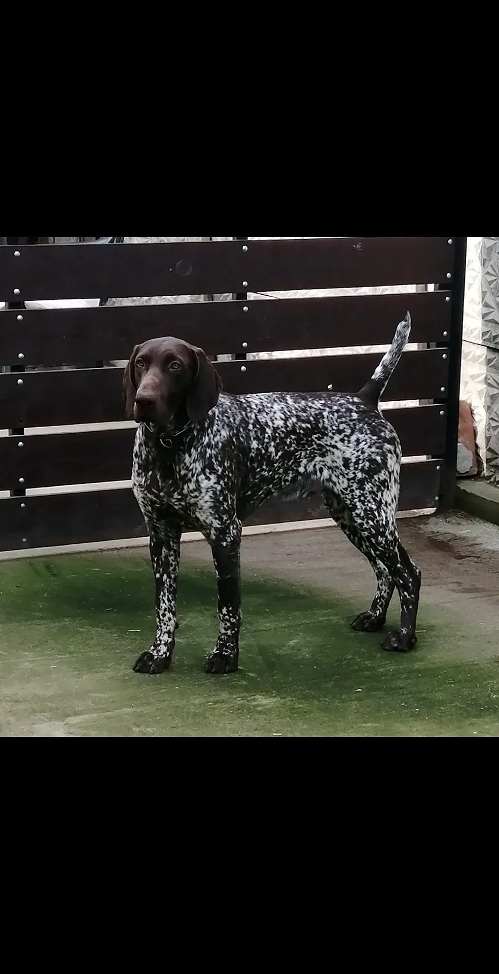 指示犬