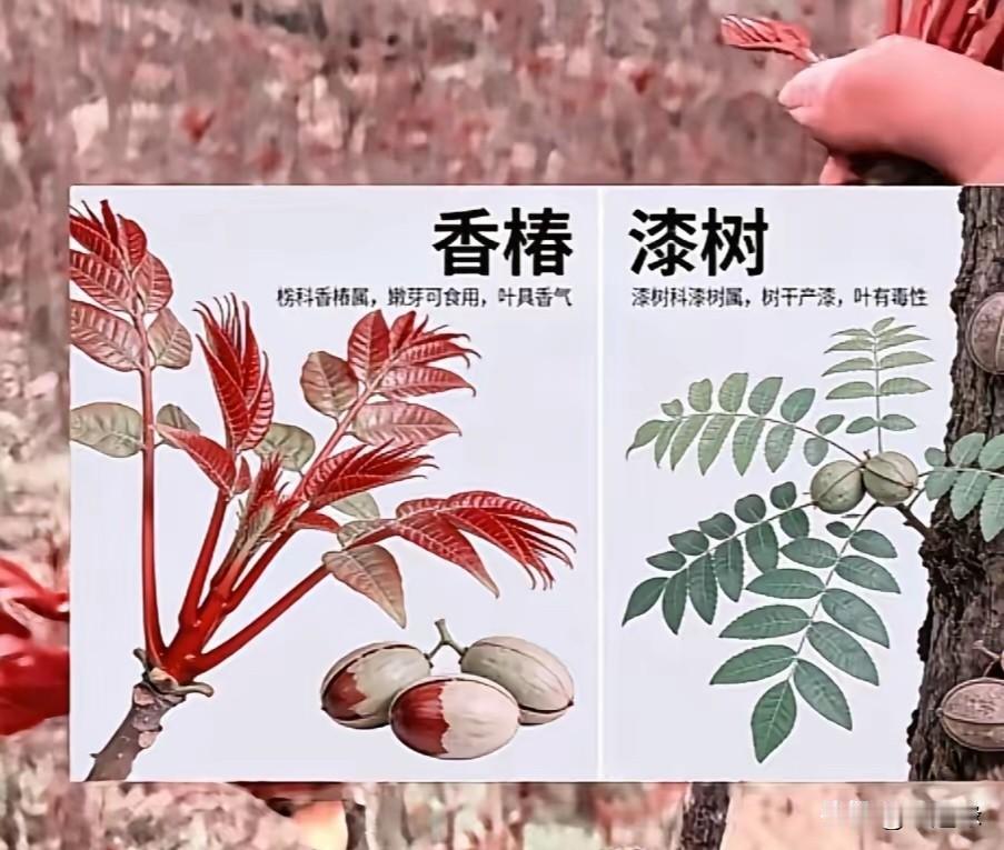 春日生活打卡季去菜市场买了把带着泥的香椿，炒鸡蛋的香味，比什么香水都好闻。