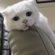 小白：我就目不转睛的看着你。大黑：然后呢