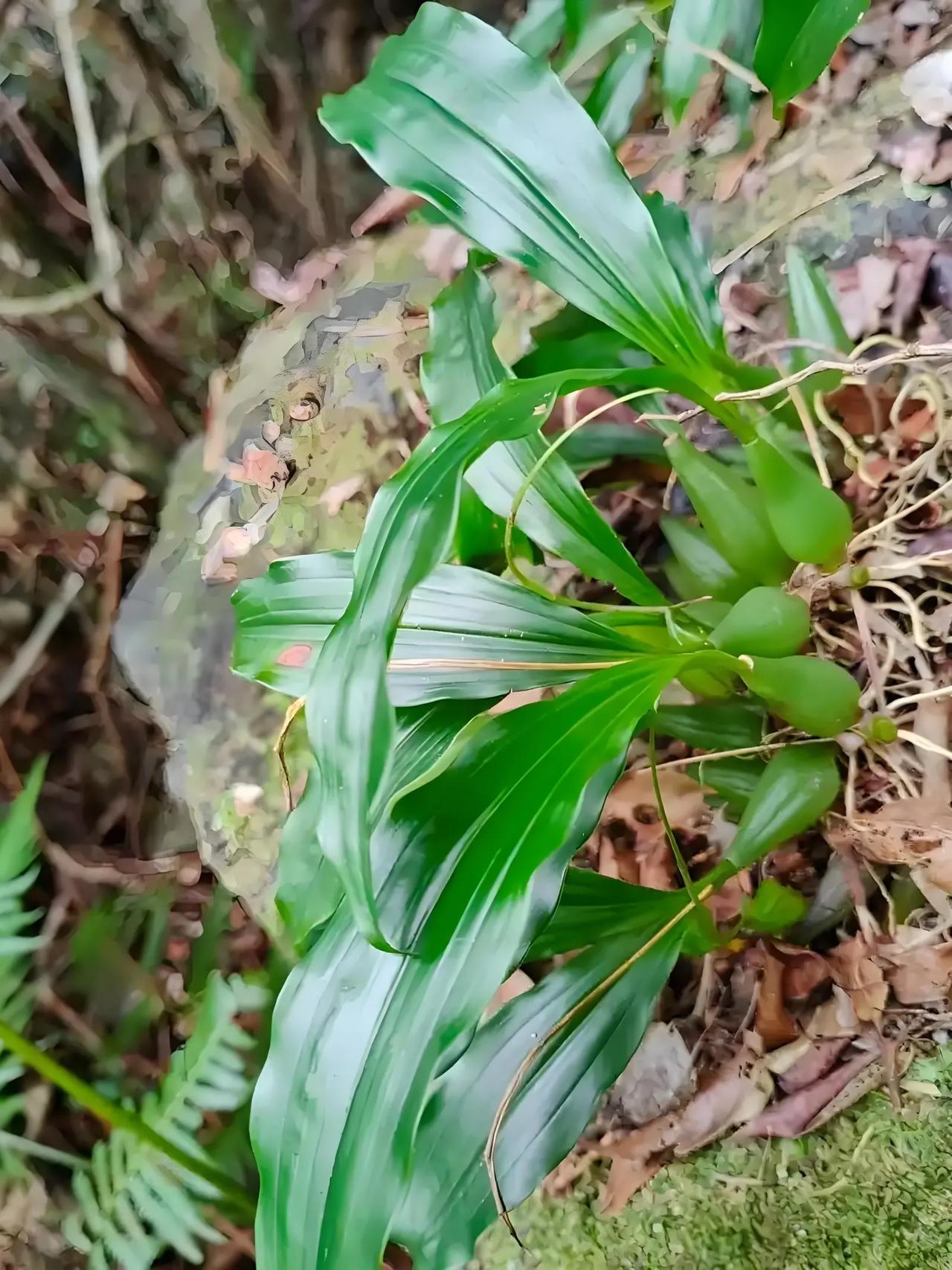 每天认识一种植物95:石仙桃
兰科山桃兰属植物石仙桃
别名:石上莲(惠阳)、石橄