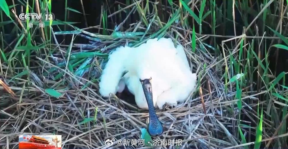 【山东首次！#黄河三角洲再迎新朋友黑脸琵鹭#】就在不久前，我国的黄河三角洲自然保