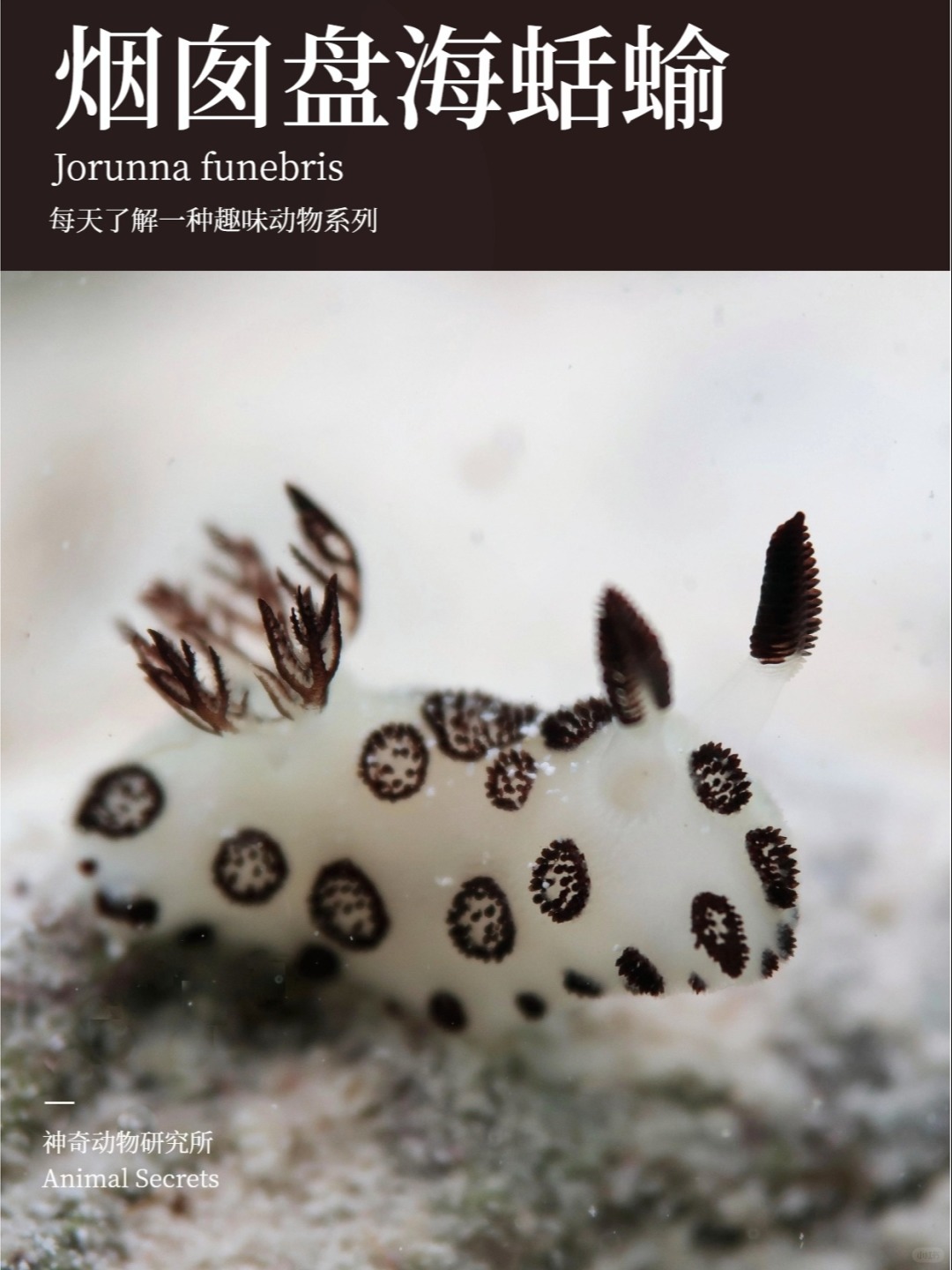 每天了解一种趣味动物👀烟囱盘海蛞蝓