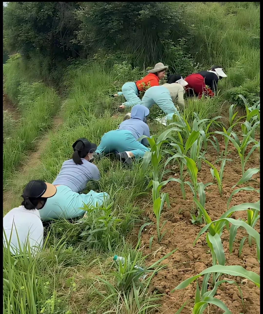 她们爬在地里挖啥？