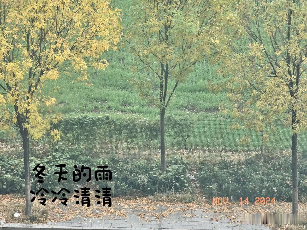 冬雨绵绵，已经下了两天了，淅沥声伴着冷风，让人感觉格外的冷。这天气，仿佛也映衬了