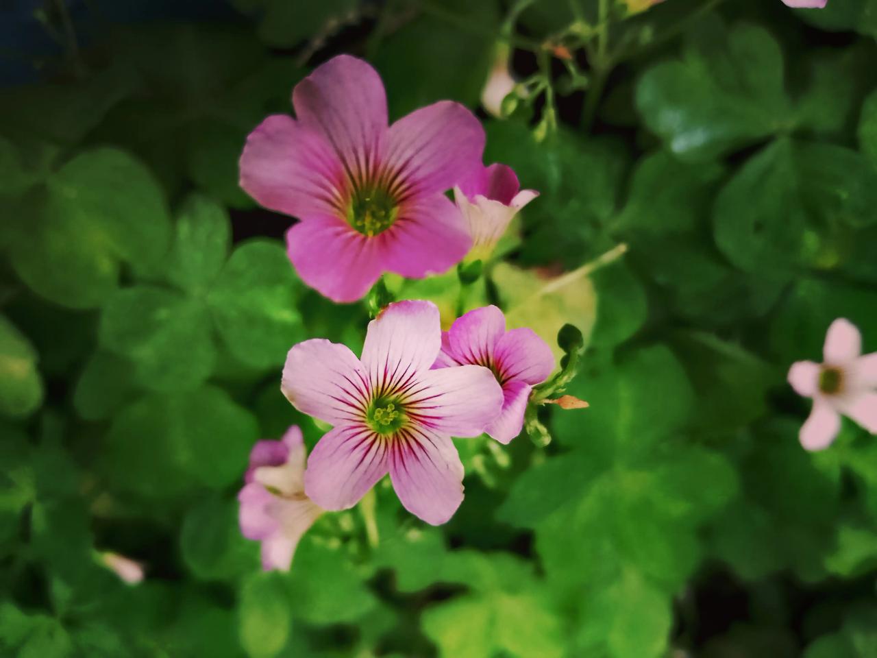 今天的美：
​         今天的美，来自红花酢cù浆草。

       
