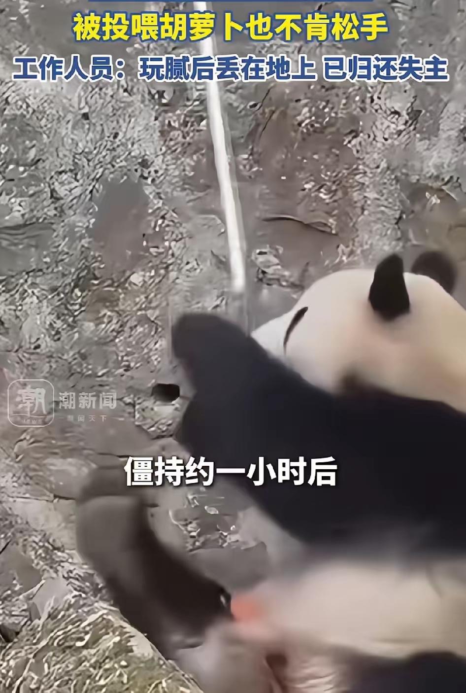 这段故事非常生动有趣，描述了成都大熊猫基地一只亚成体大熊猫“霸占”游客手机，津津