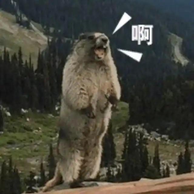 雪豹被人吓得不轻呢！
首先得好好感谢所有来新疆旅游的朋友们对新疆的喜爱。
新疆热