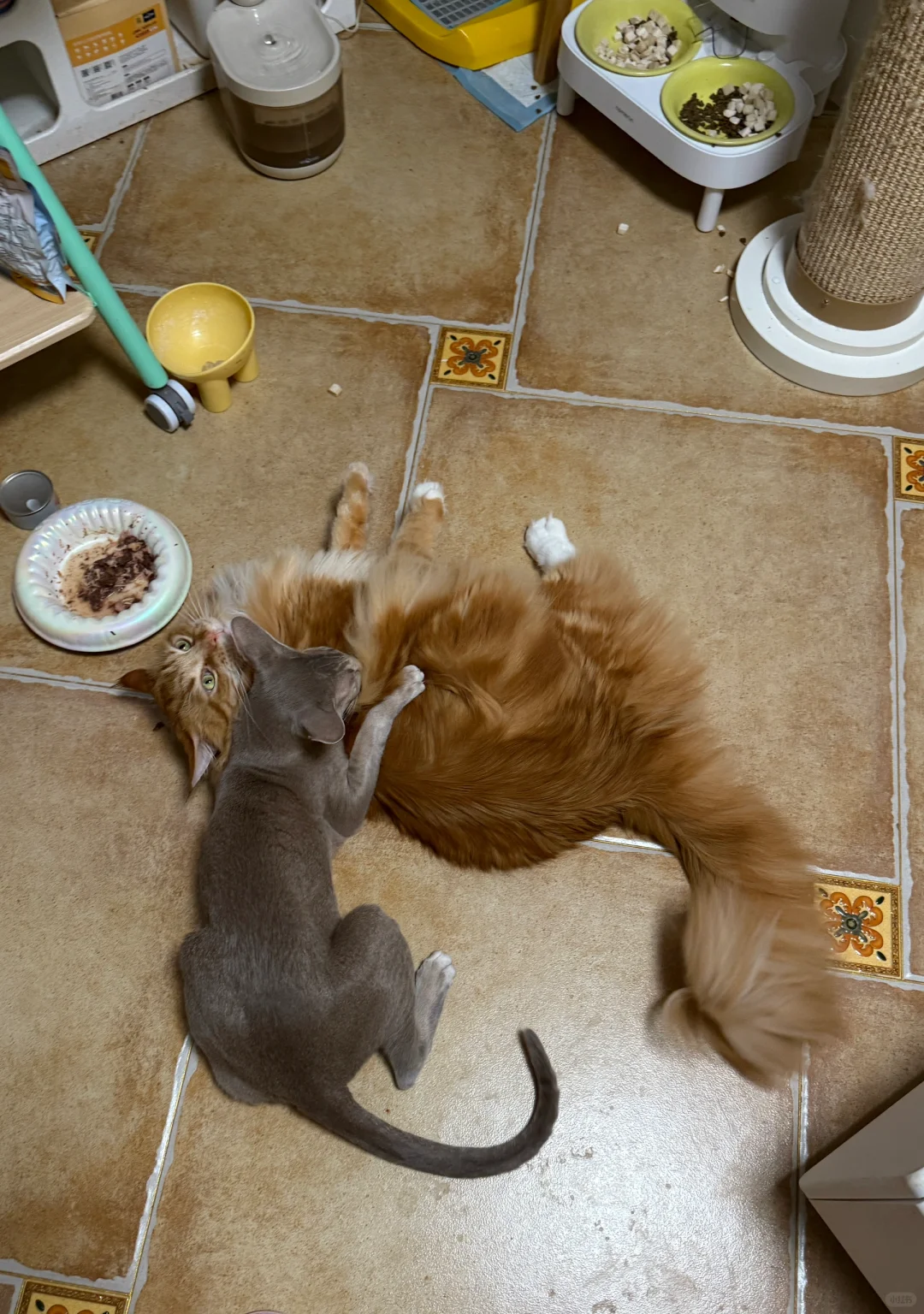 🎉狩猎成功！