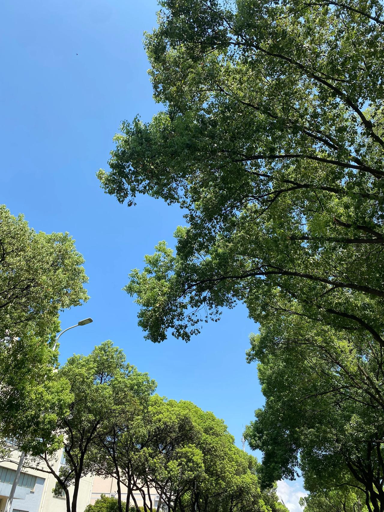 连续上了9天班，人都变的麻木了。

吃午饭的时间，突然有个想法：

吃完饭，出去