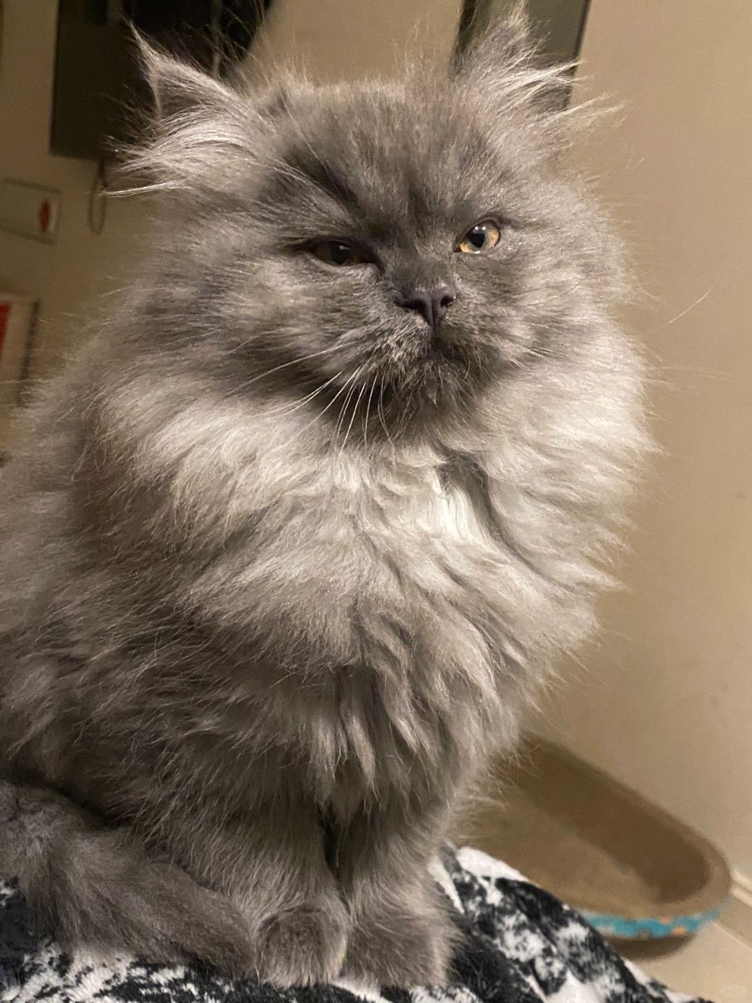这么可爱的猫咪居然成了钉子户