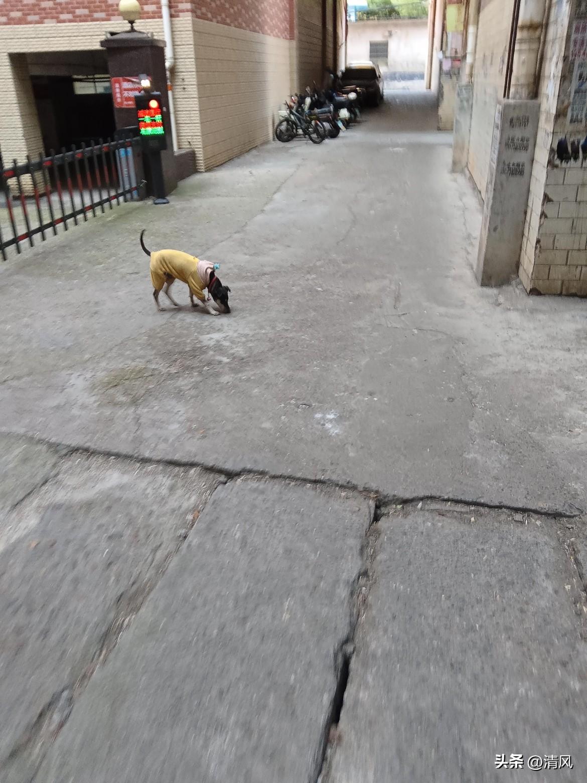 这小巷子我熟，今天拐进来差点踩一趔趄——地砖裂得跟张嘴巴似的。
 
正嘀咕呢，瞅