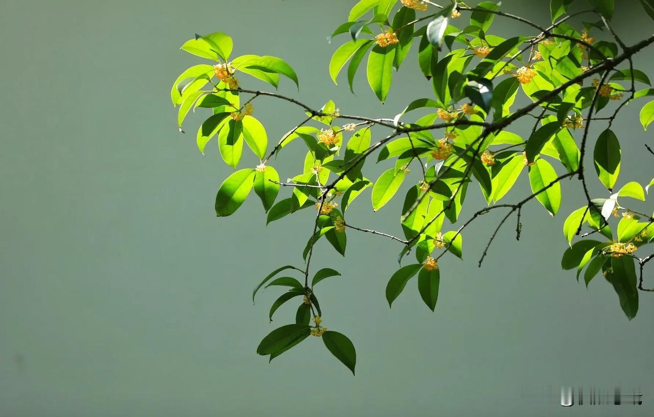 魔都处处桂花香
（拍于上海桂林公园、上海植物园）
#记录秋日生活点滴# #桂花图