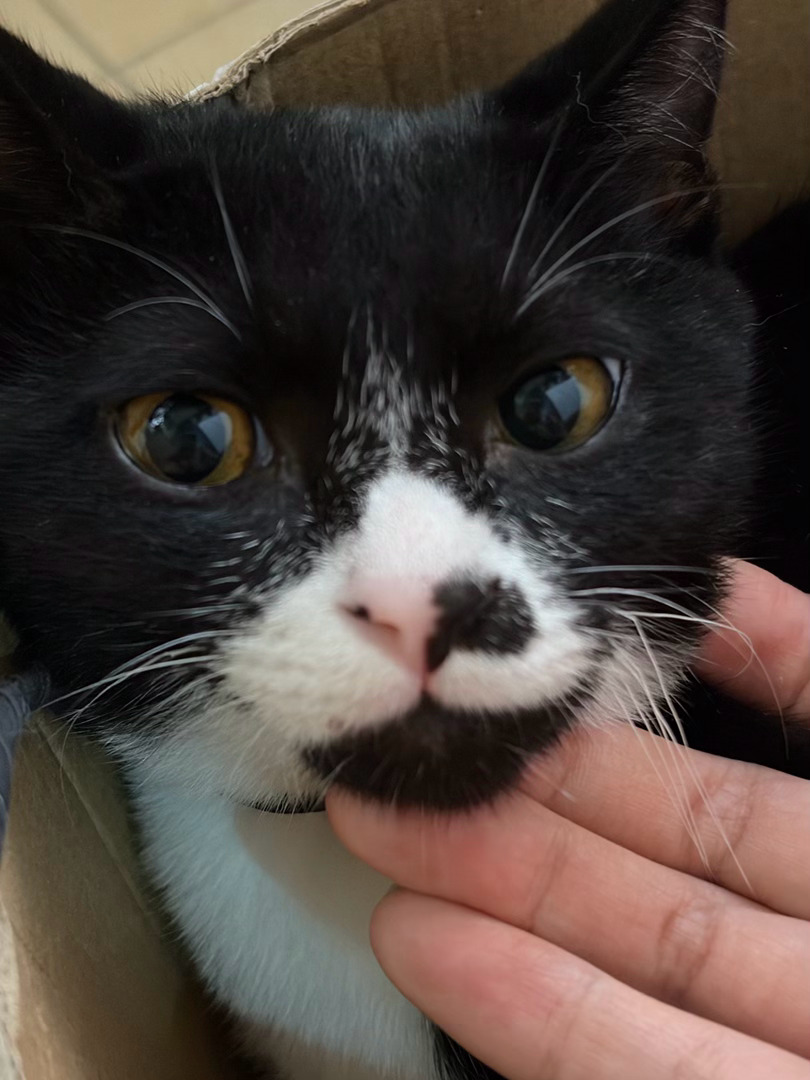 如果等下我咬了您，那就是您应得的。daily奶牛猫 （投稿：） 