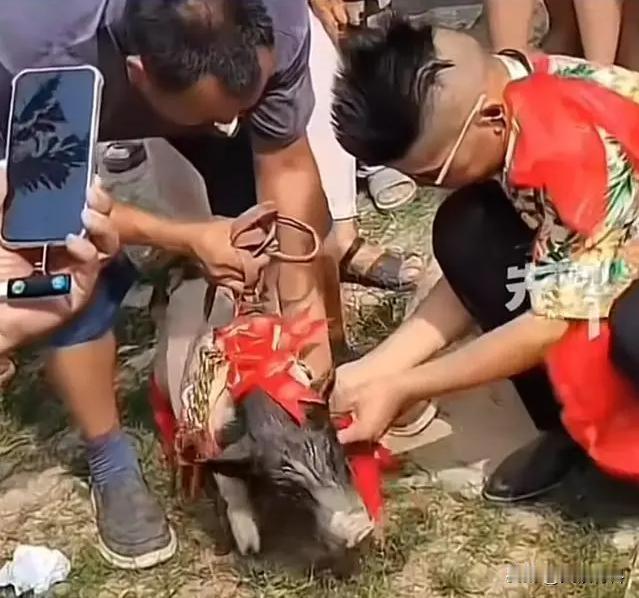 人和猪结婚？河南商丘，一男子大摆宴席办婚礼，身穿一件花衬衫，胸前带朵大红花，装扮