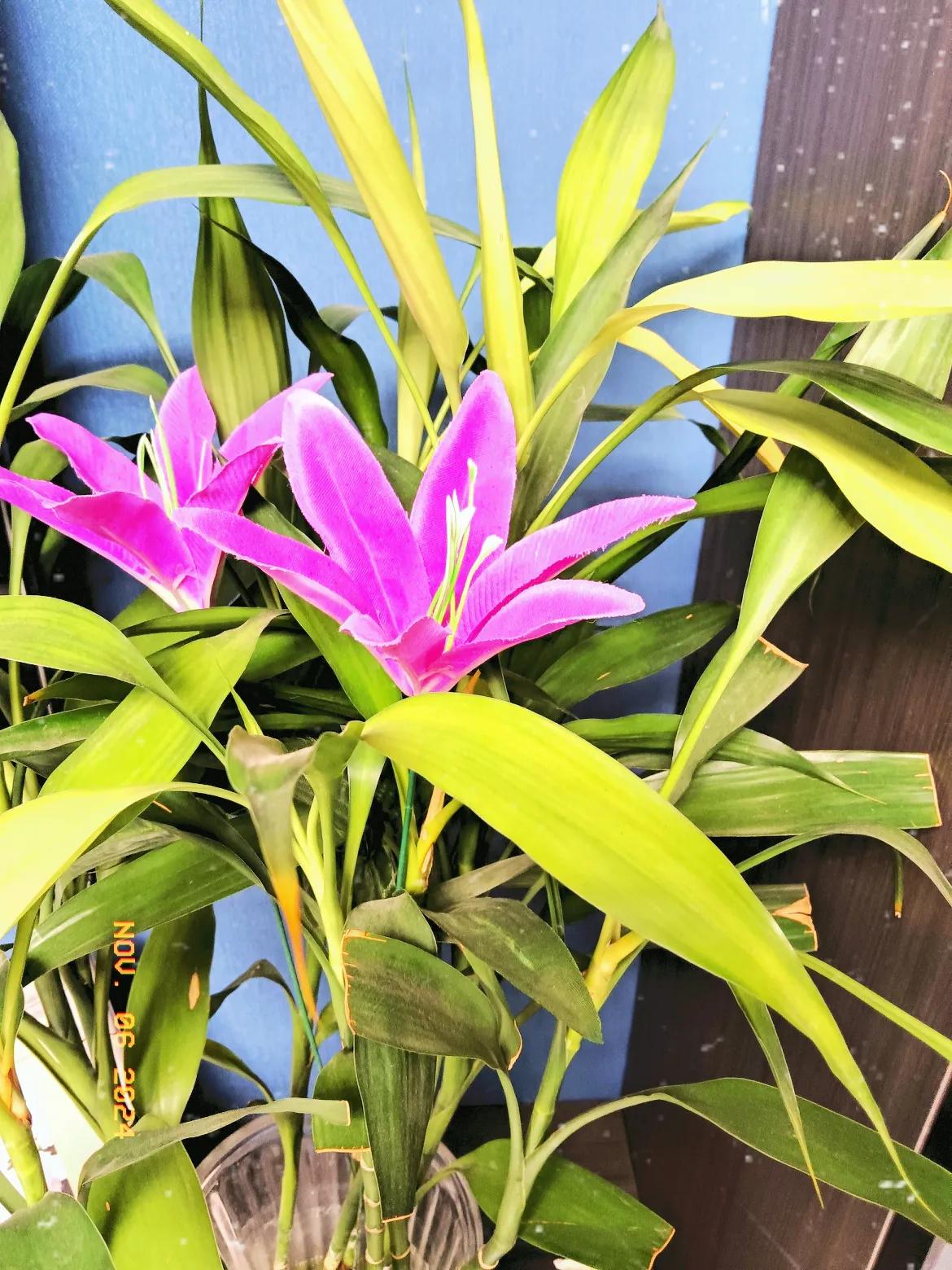 #分享一张随手拍的花。#