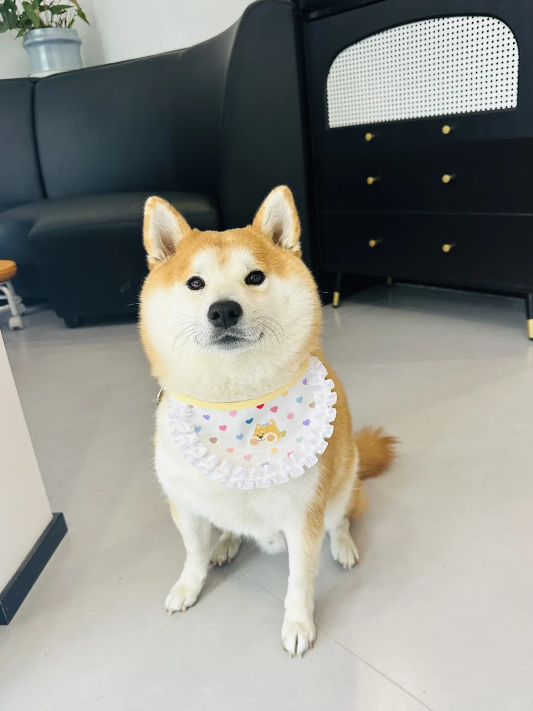 今天上班是乖乖狗