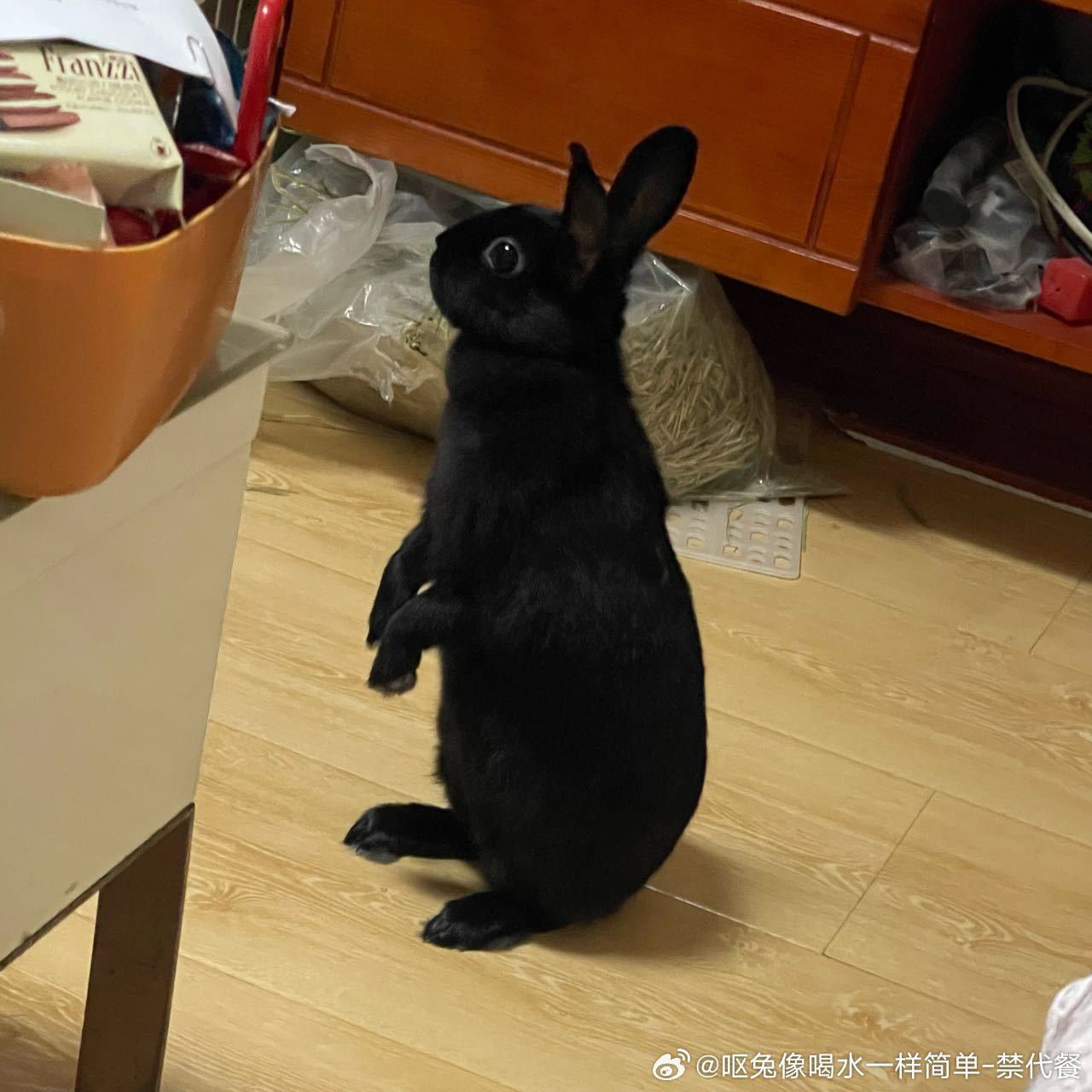 13548🐇【智商低】无尾黑袋鼠 