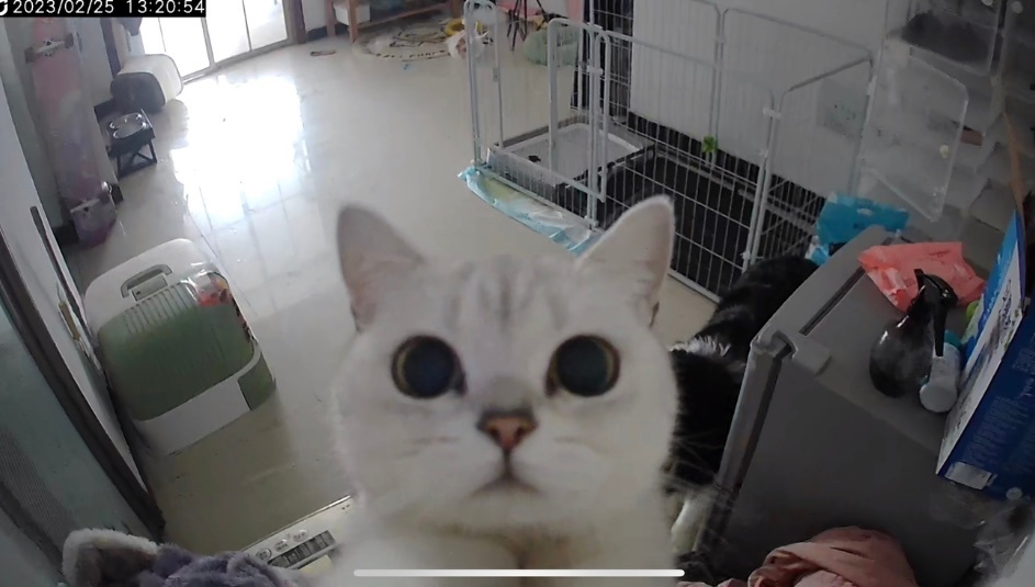 #当你打开监控看猫咪#哈哈哈哈哈哈哈小猫咪永远会给你惊喜 ​​​
