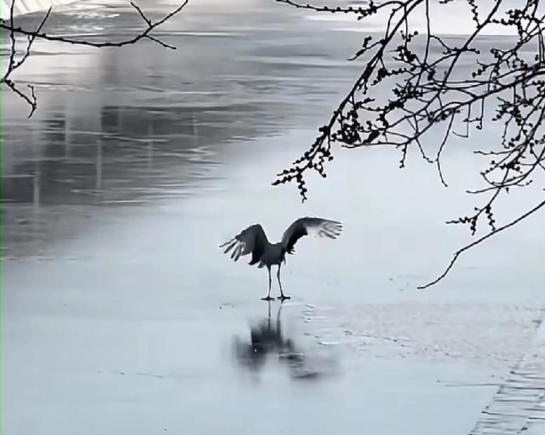 还好这是丹顶鹤，是落在了沈阳的冰面上
最近有人晨练的时候，发现冰面上停留了一只丹