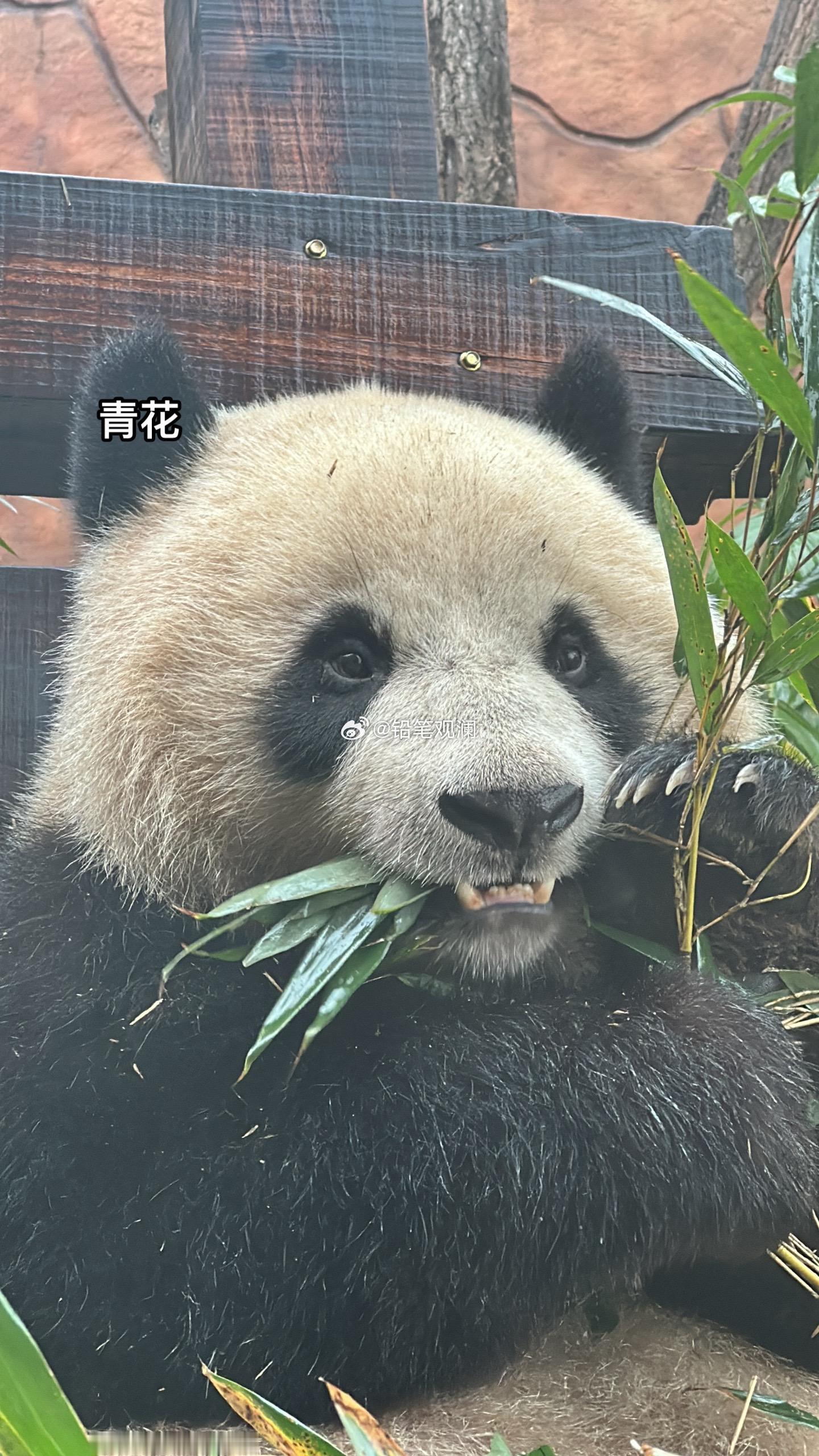 青花青露的牙齿都黄黄啦～和风的牙齿白白的，因为和风的饲养员一直有给它刷牙，雪宝一