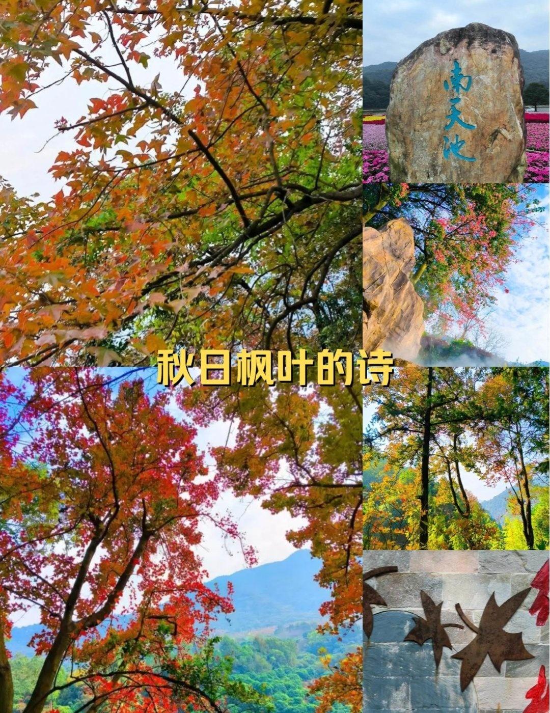 不止于红叶，更是一座被时光吻过的岭南森之殿堂
📍广州 广州市石门国家森林公园