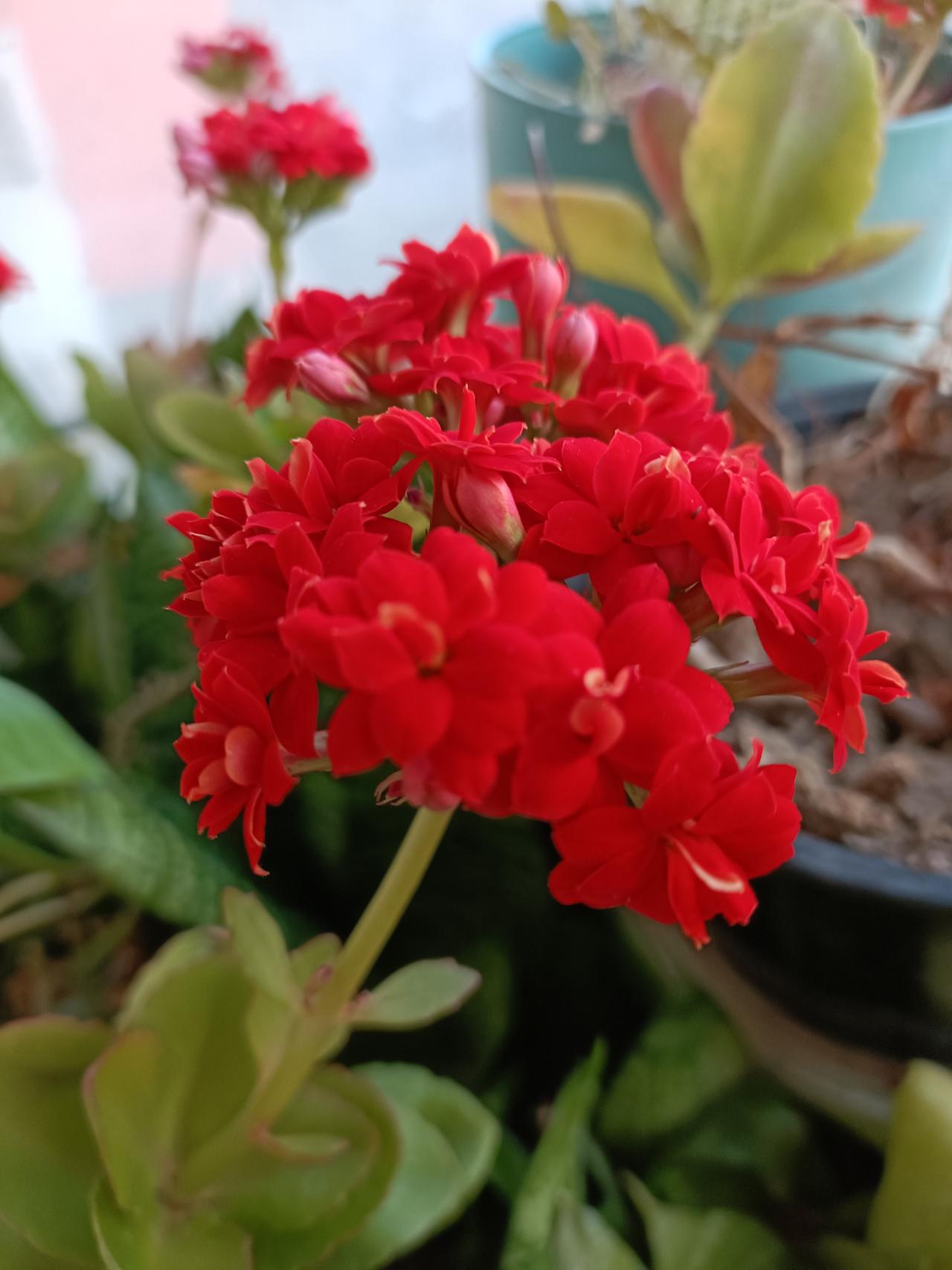 晒图笔记大赛长寿花顽强的生命力令人惊叹