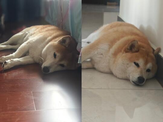 这种胖柴柴我居然有两个