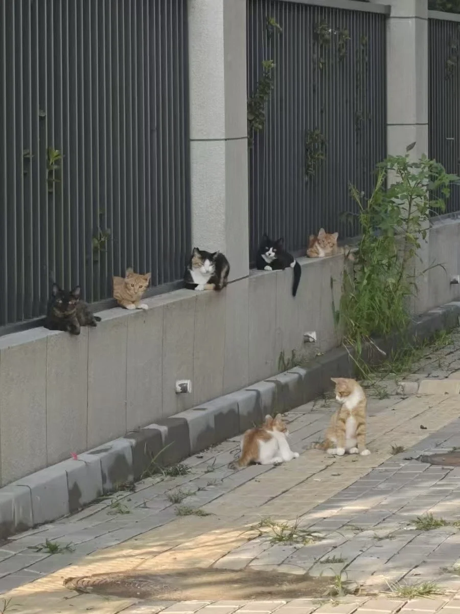 排排坐~帮流浪猫找领养！！！