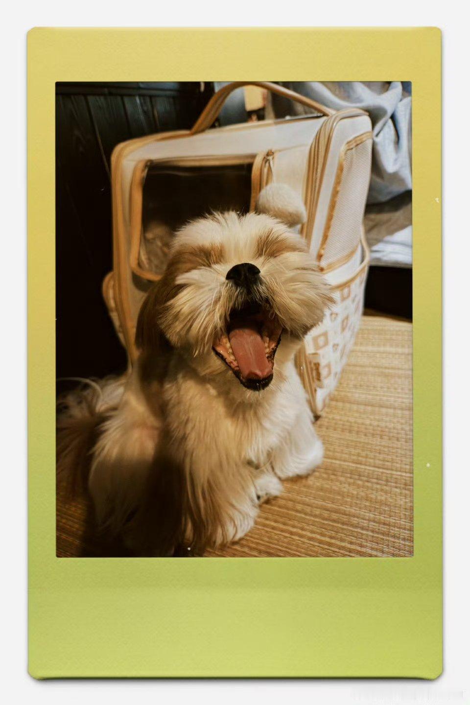 檀健次有需要抓拍教程的吗檀健次问有需要抓拍教程的吗 檀健次抓拍的檀小呆好可爱啊 