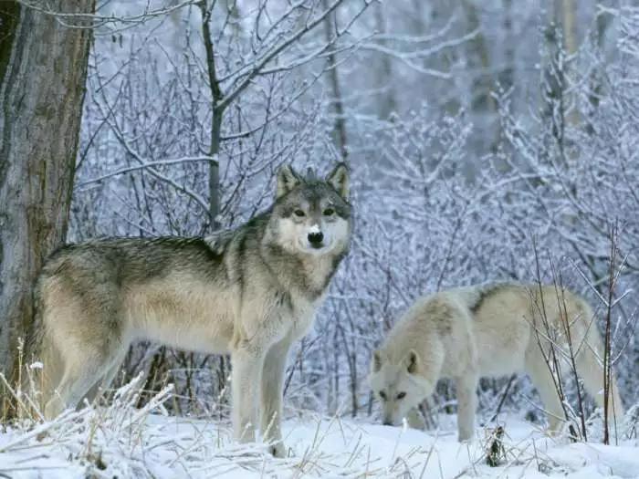 被骂了千年的小动物们该翻身了各省野生动物一夜之间都有工要打 狼被骂狼心狗肺，实则