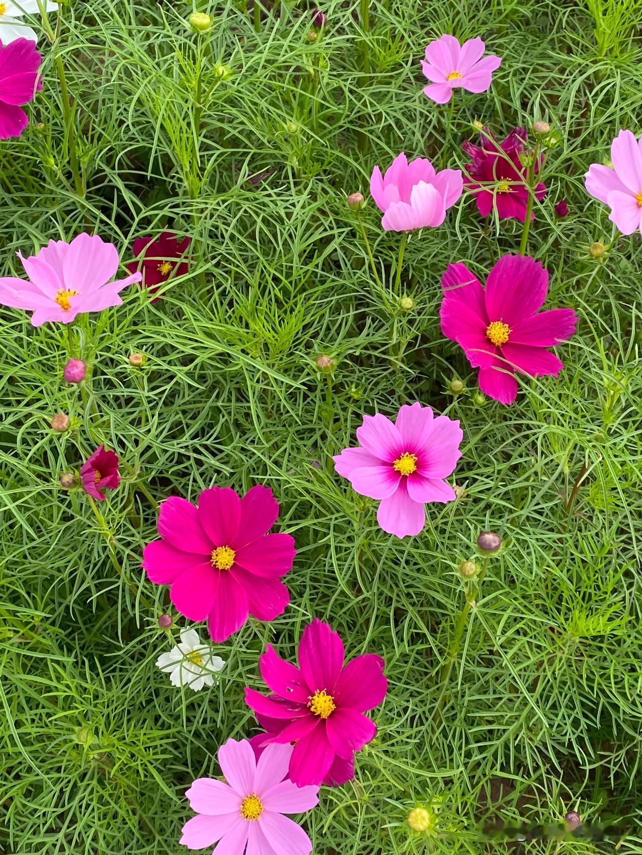 
秋天也是格桑花盛开的季节。
每一朵格桑花汇聚起来，也能开出我们心中的那一片花海