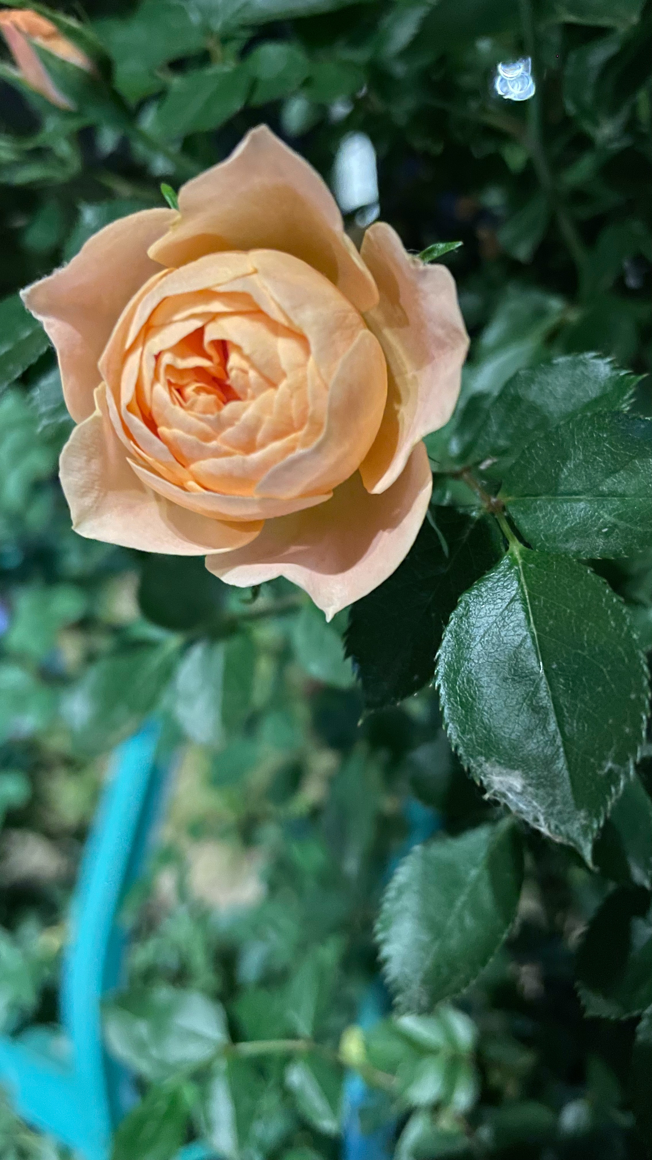 蔷薇已陆续绽开 