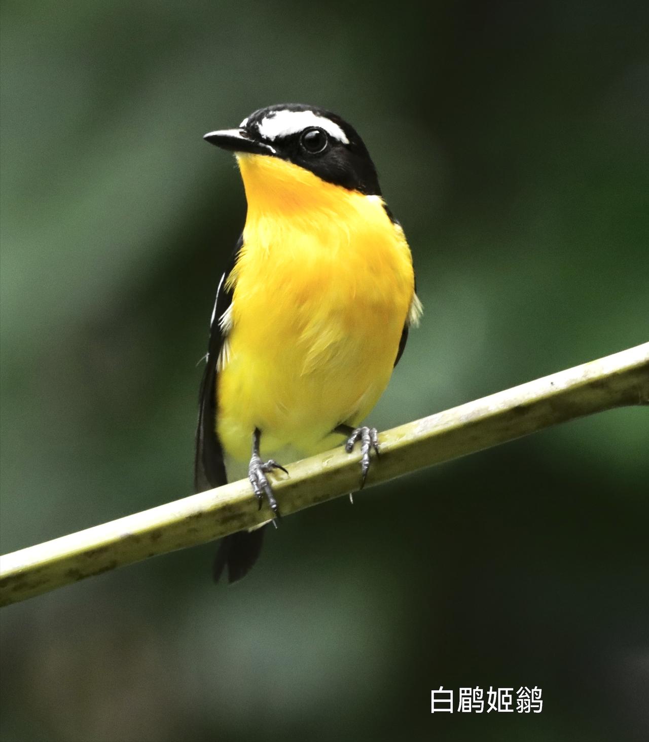 各位老师：早晨好