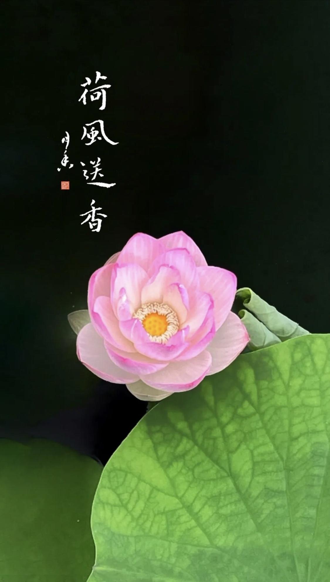 古寺莲池静静舒展
菩萨端坐，俯瞰人间万千
时光撕开薄薄界限，我穿越岁月云烟
在荷