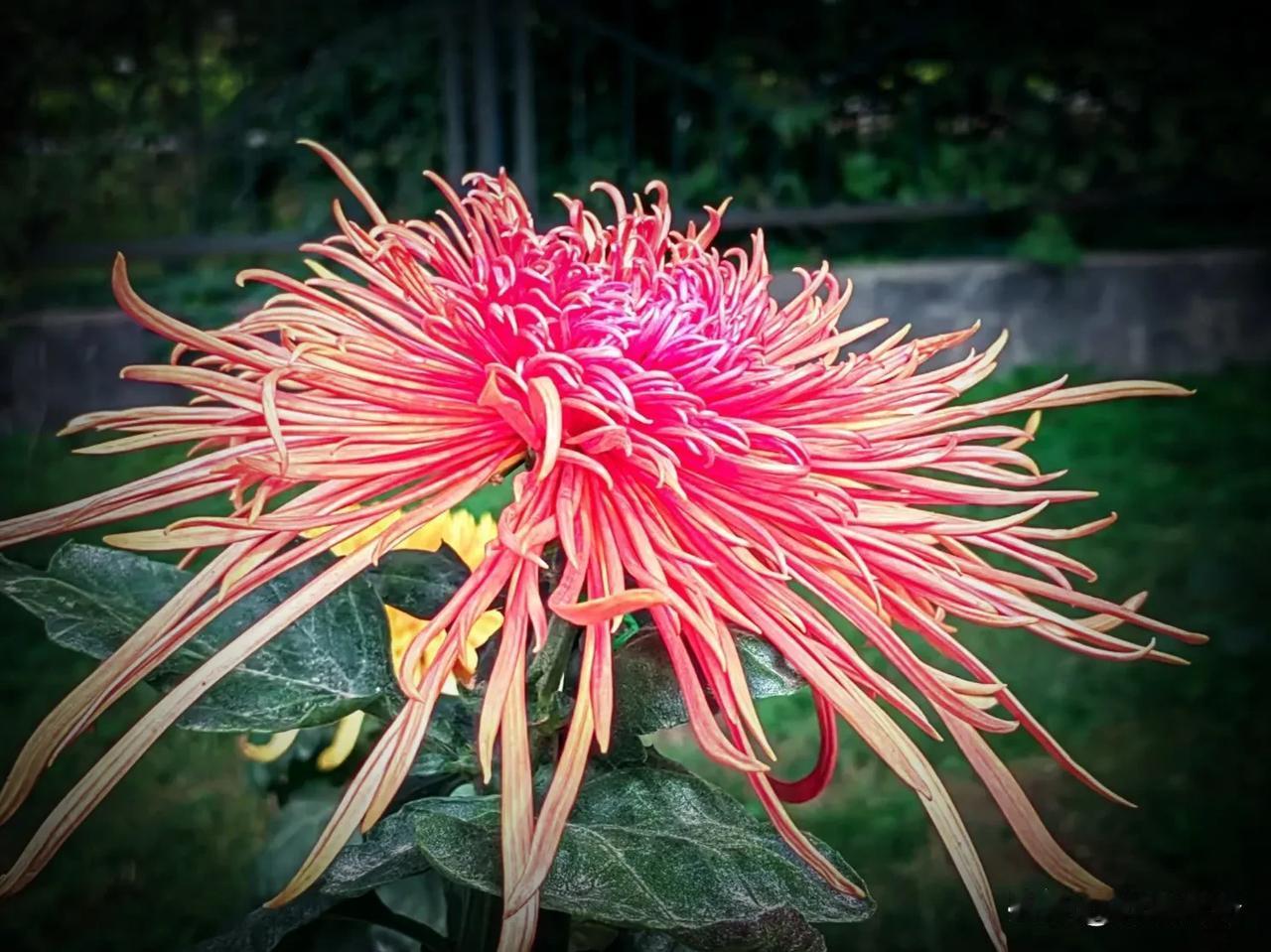 菊花韵
作者：祥瑞传奇

菊花临初寒，
淡雅品意坚。
不慕虚荣逐艳色，
清韵存人