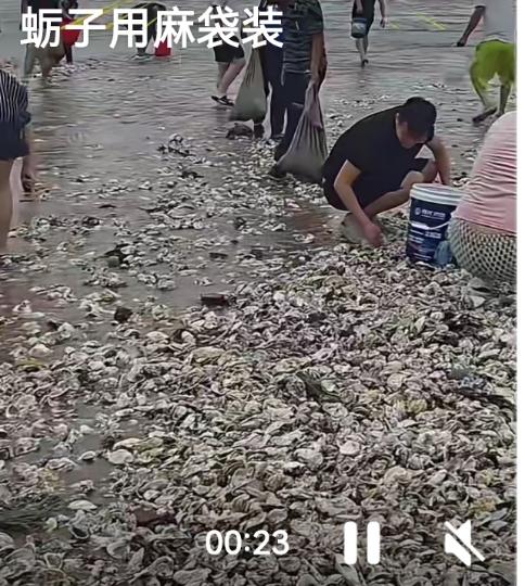 台风过境，烟台海边竟上演了“海蛎子自由”！近日，受台风影响，大量海蛎子被巨浪卷上