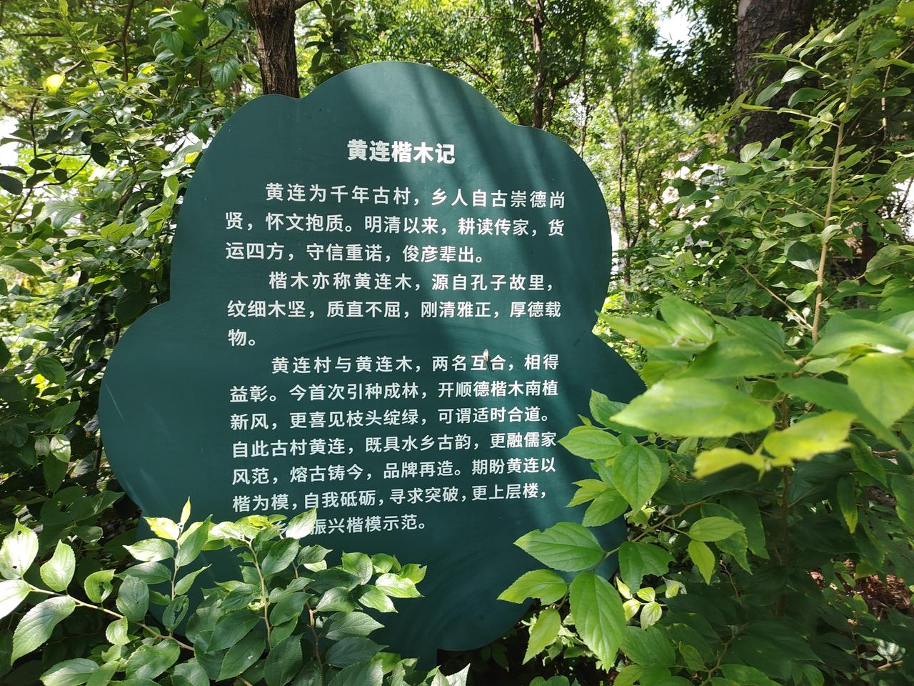 赏荷花赏岀“黄连”古村落新内涵！今天，无聊的闲人，来到黄连的滨水公园赏荷，看见这